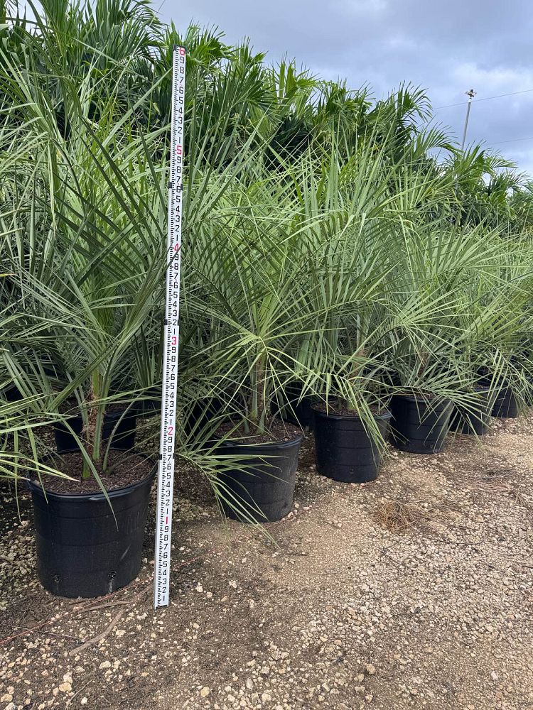 Butia Palm Tree
