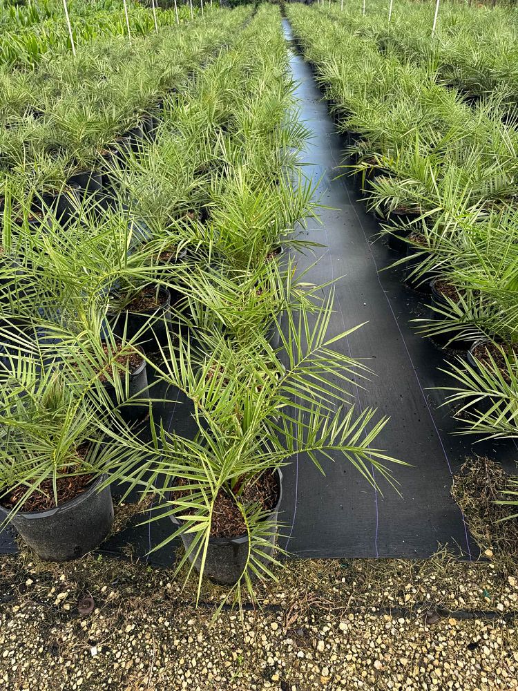 Phoenix Sylvestris