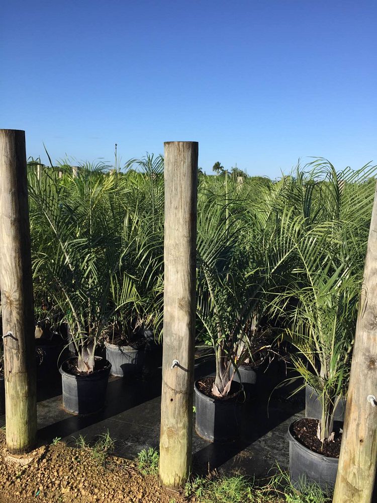 Triangle Palm Tree