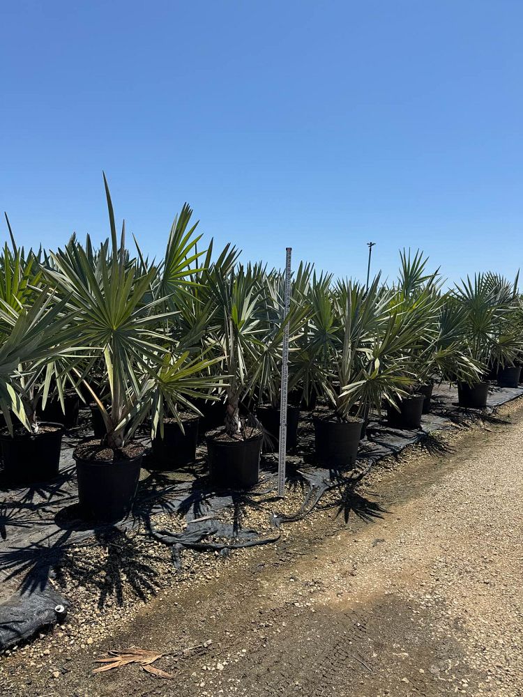 Silver Bismarck Palm Tree
