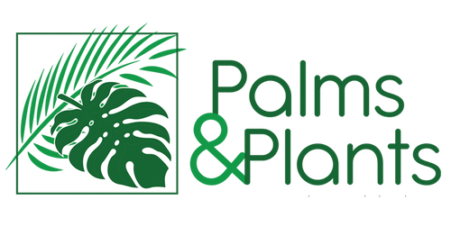 Palms and Plants Canada