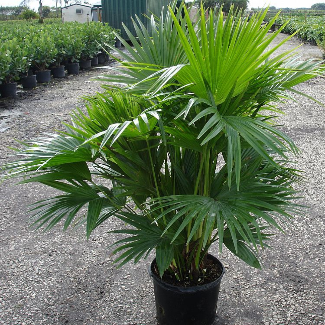 Chinese Fan Palm Tree
