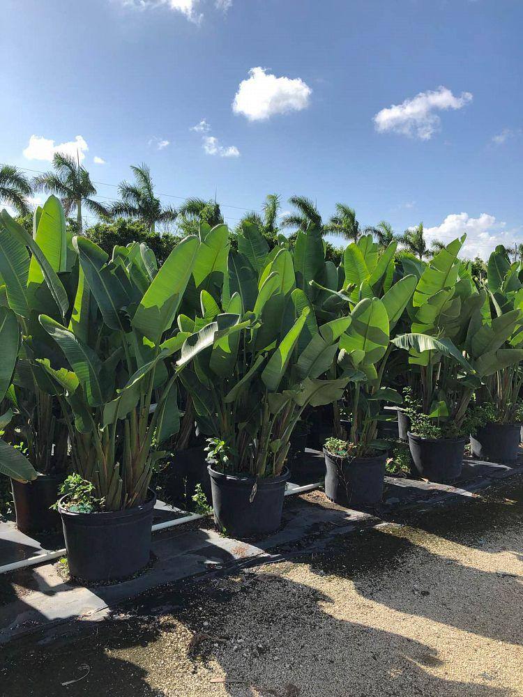 Bird of Paradise - Palms and Plants Canada (formerly Norfolk Exotics)
