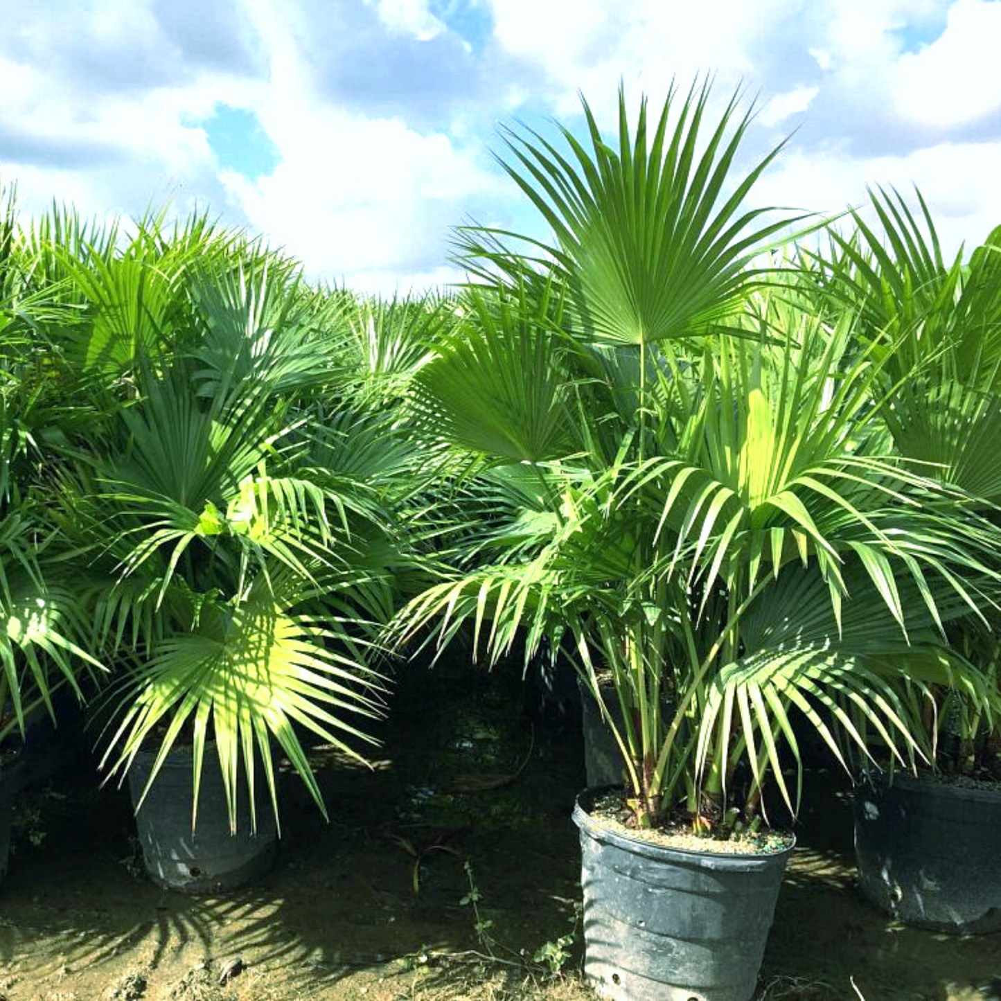 Chinese Fan Palm Tree