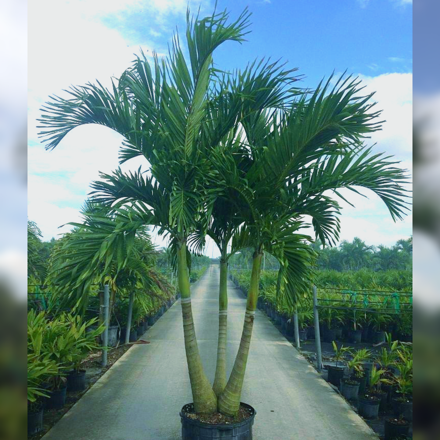 Christmas Palm Tree