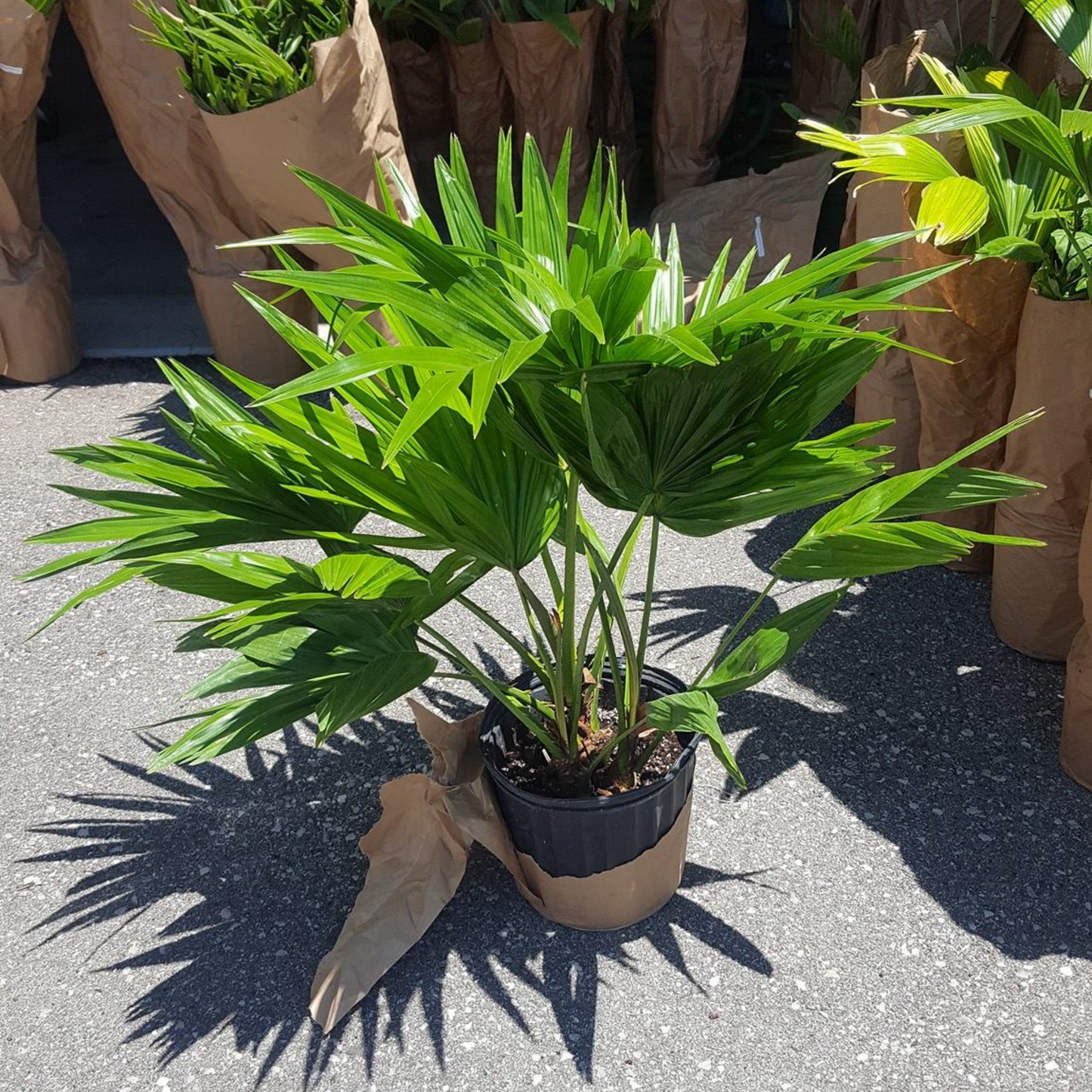 Chinese Fan Palm Tree