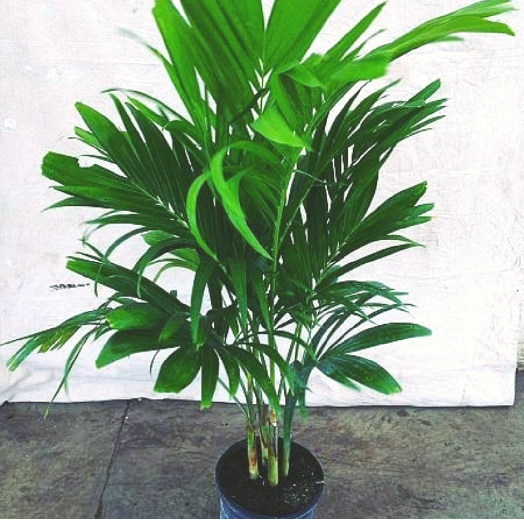 Christmas Palm Tree