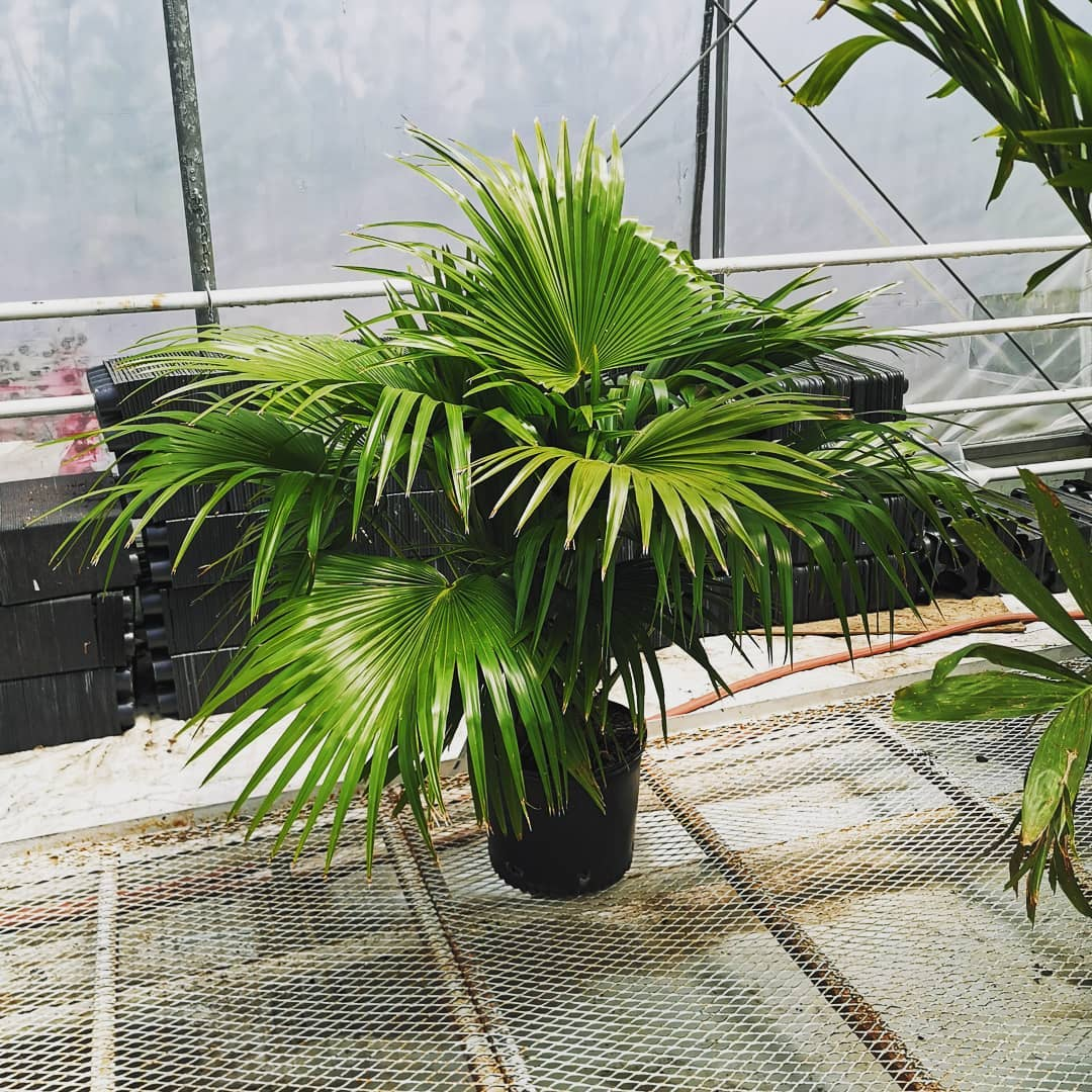 Chinese Fan Palm Tree