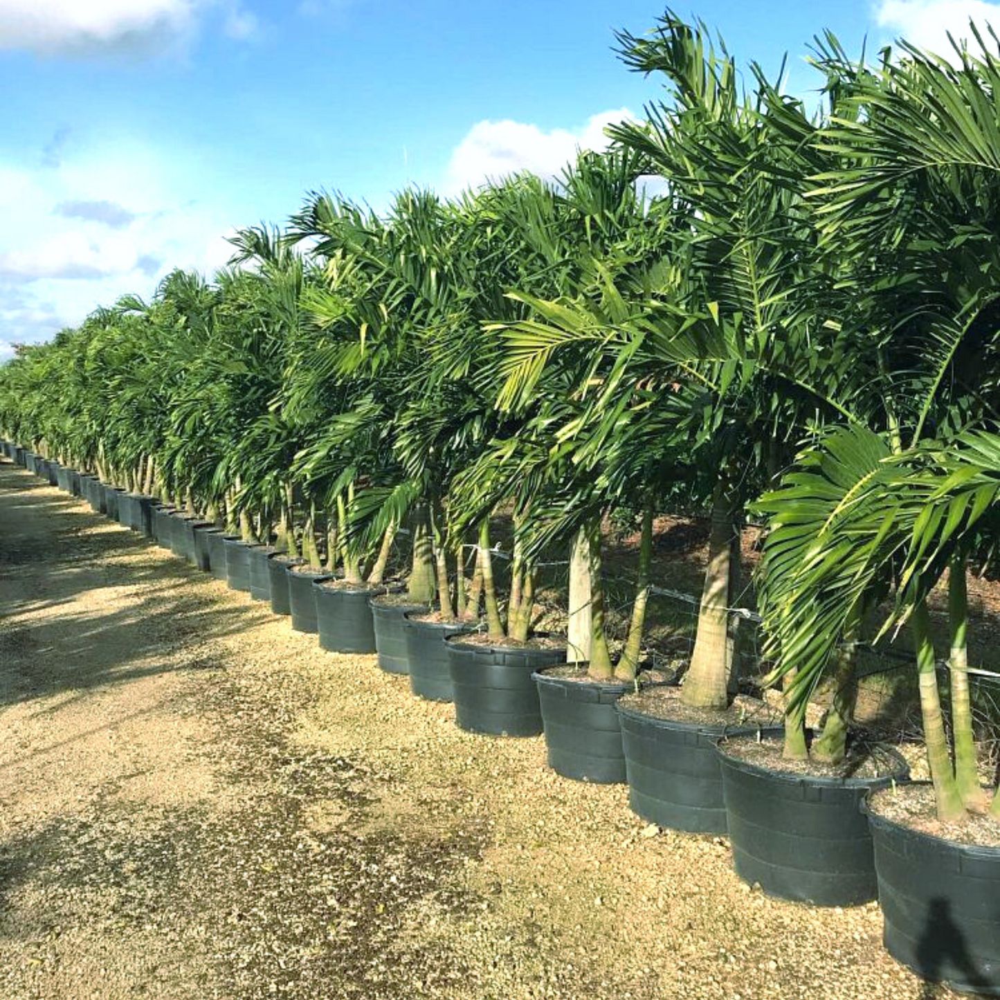 Christmas Palm Tree