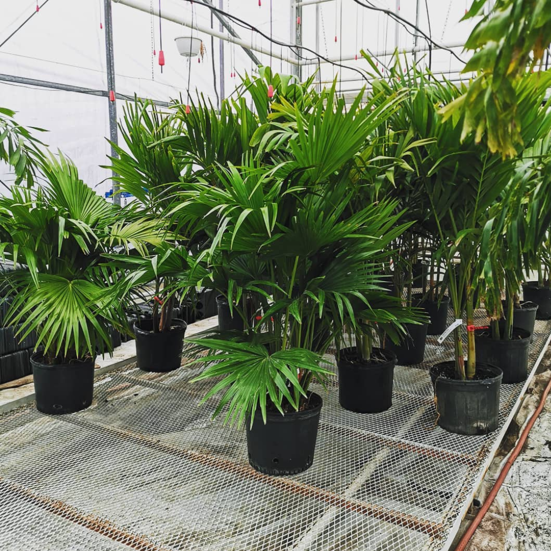 Chinese Fan Palm Tree