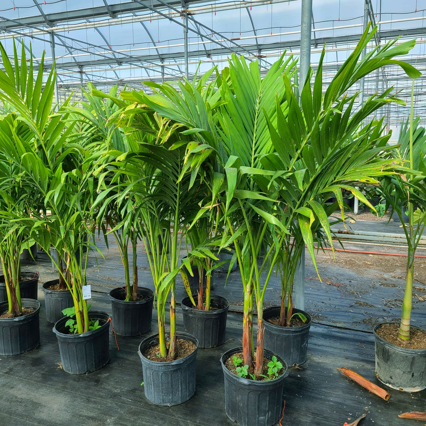 Christmas Palm Tree