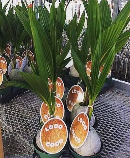 Coconut Palm Tree - Palms and Plants Canada (formerly Norfolk Exotics)