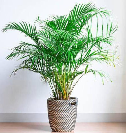 Areca Palm - Palms and Plants Canada (formerly Norfolk Exotics)
