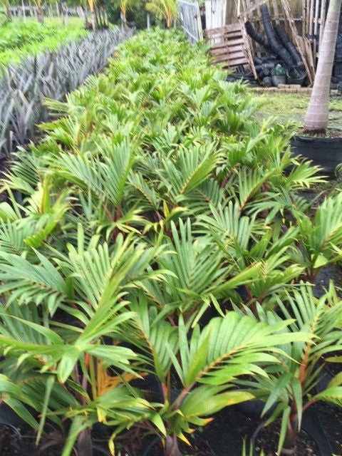 Bottle Palm Tree - Palms and Plants Canada (formerly Norfolk Exotics)