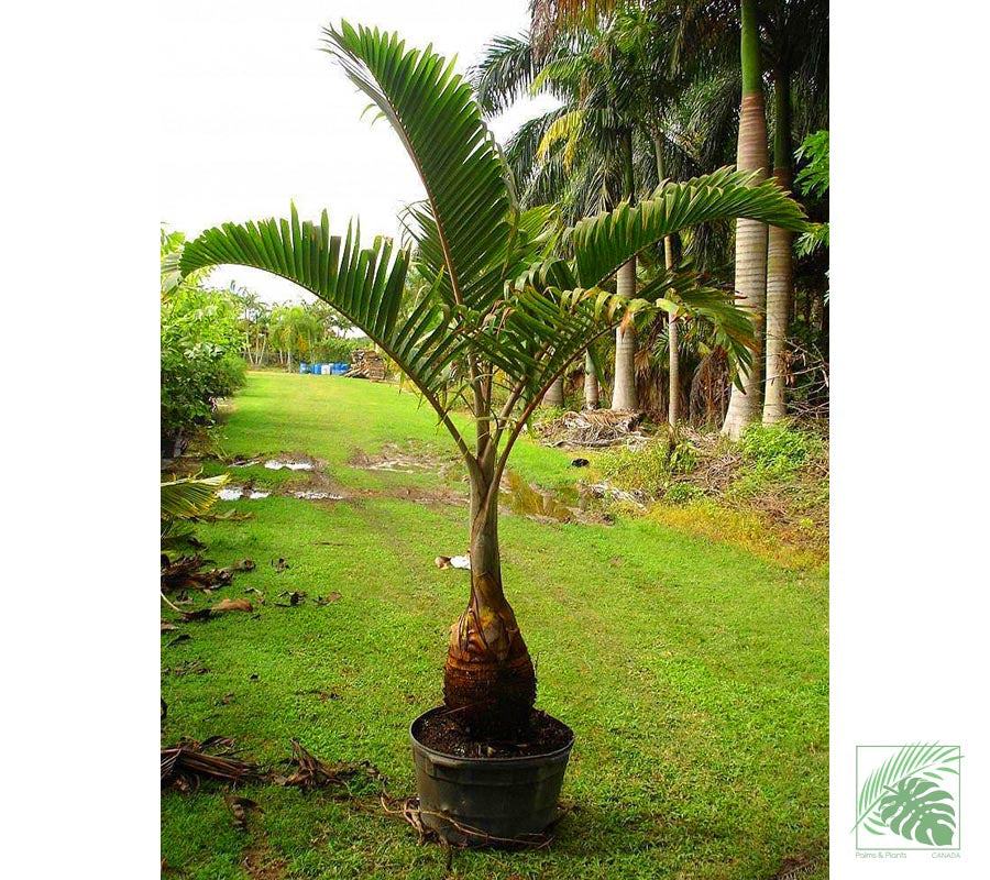 Bottle Palm Tree - Palms and Plants Canada (formerly Norfolk Exotics)
