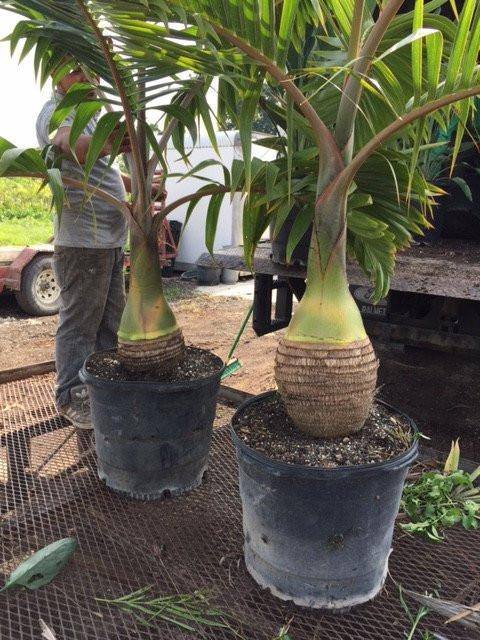 Bottle Palm Tree - Palms and Plants Canada (formerly Norfolk Exotics)