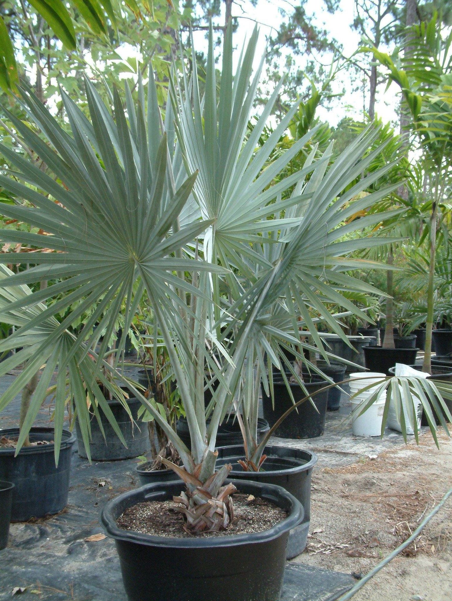 Bismarckia Palm Tree - Palms and Plants Canada (formerly Norfolk Exotics)