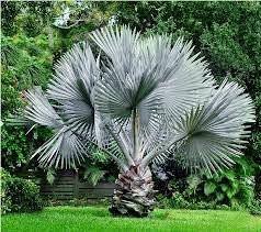 Bismarckia Palm Tree - Palms and Plants Canada (formerly Norfolk Exotics)
