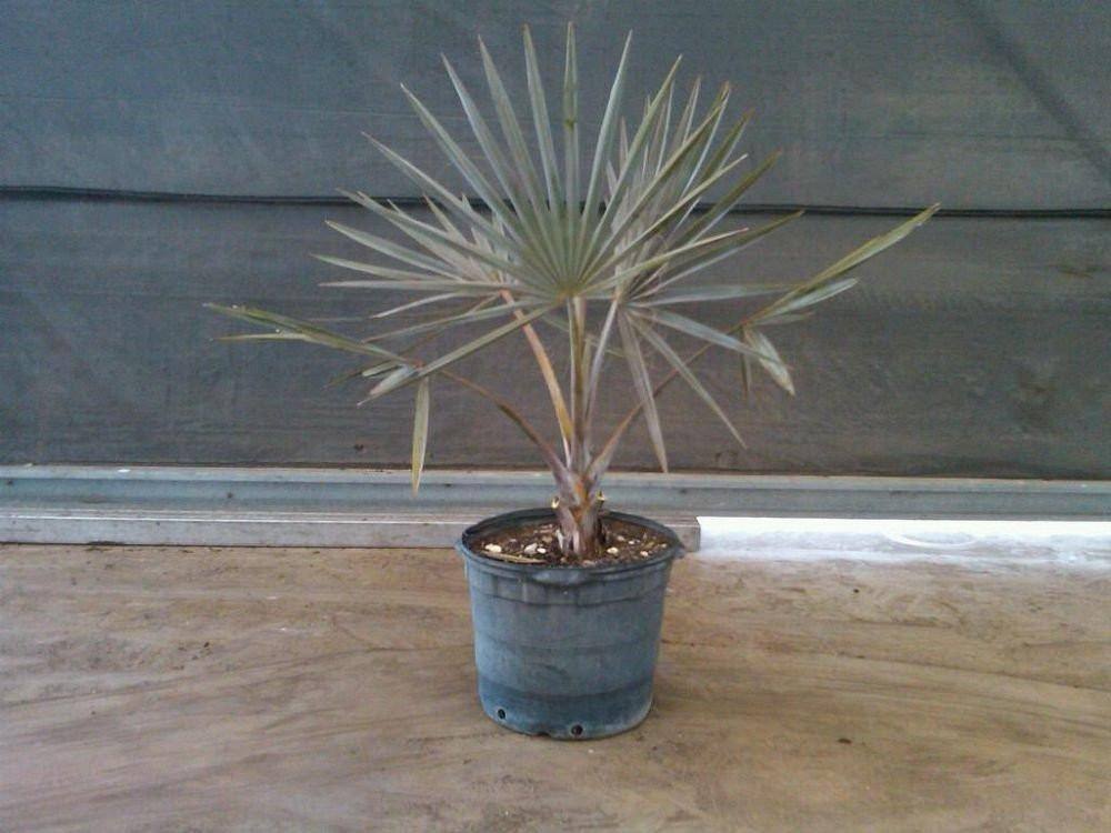 Bismarckia Palm Tree - Palms and Plants Canada (formerly Norfolk Exotics)
