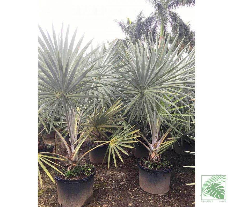 Bismarckia Palm Tree - Palms and Plants Canada (formerly Norfolk Exotics)