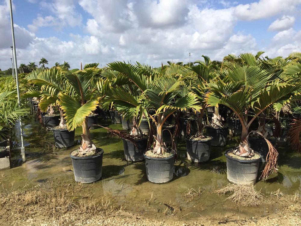 Bottle Palm Tree