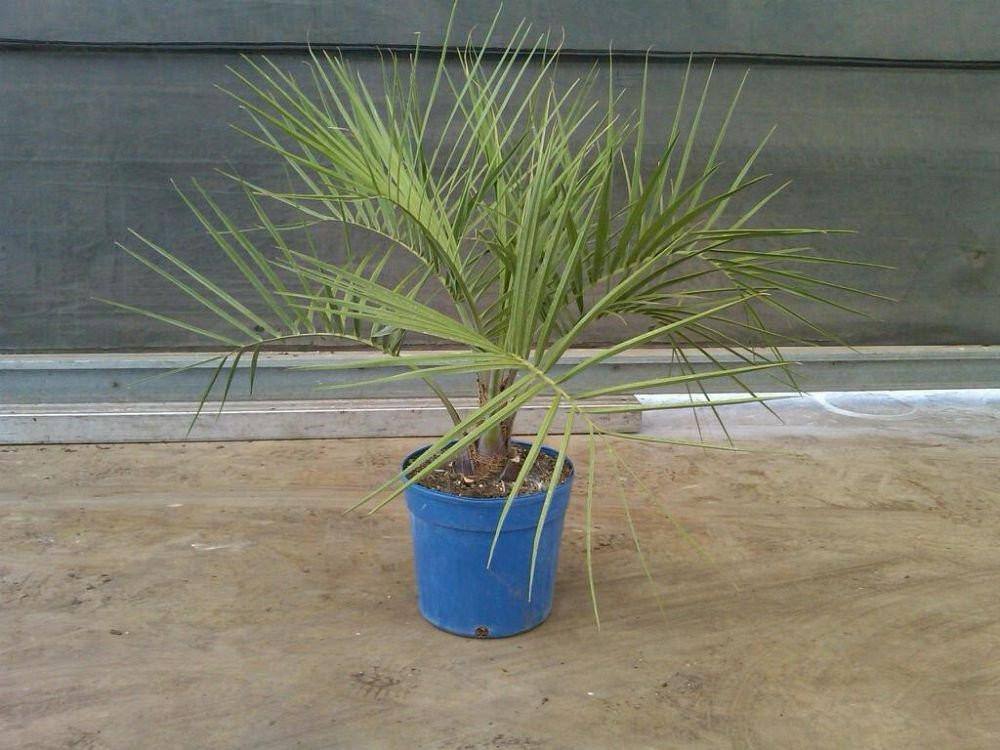 Butia Palm Tree - Palms and Plants Canada (formerly Norfolk Exotics)