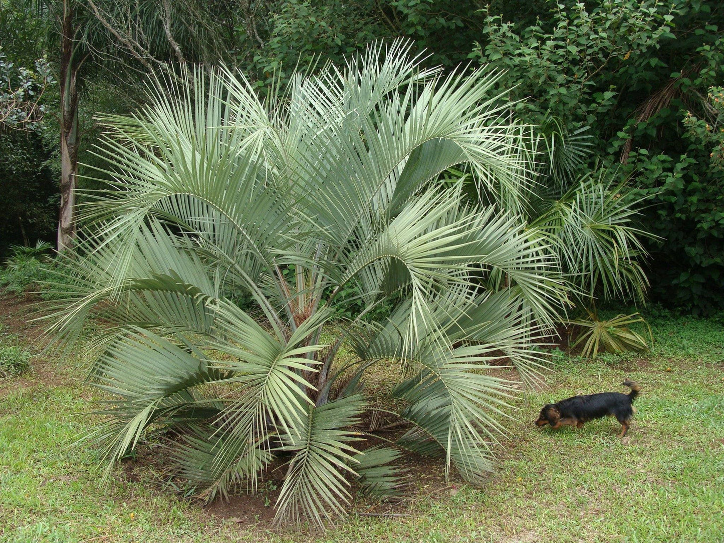 Butia Palm Tree - Palms and Plants Canada (formerly Norfolk Exotics)