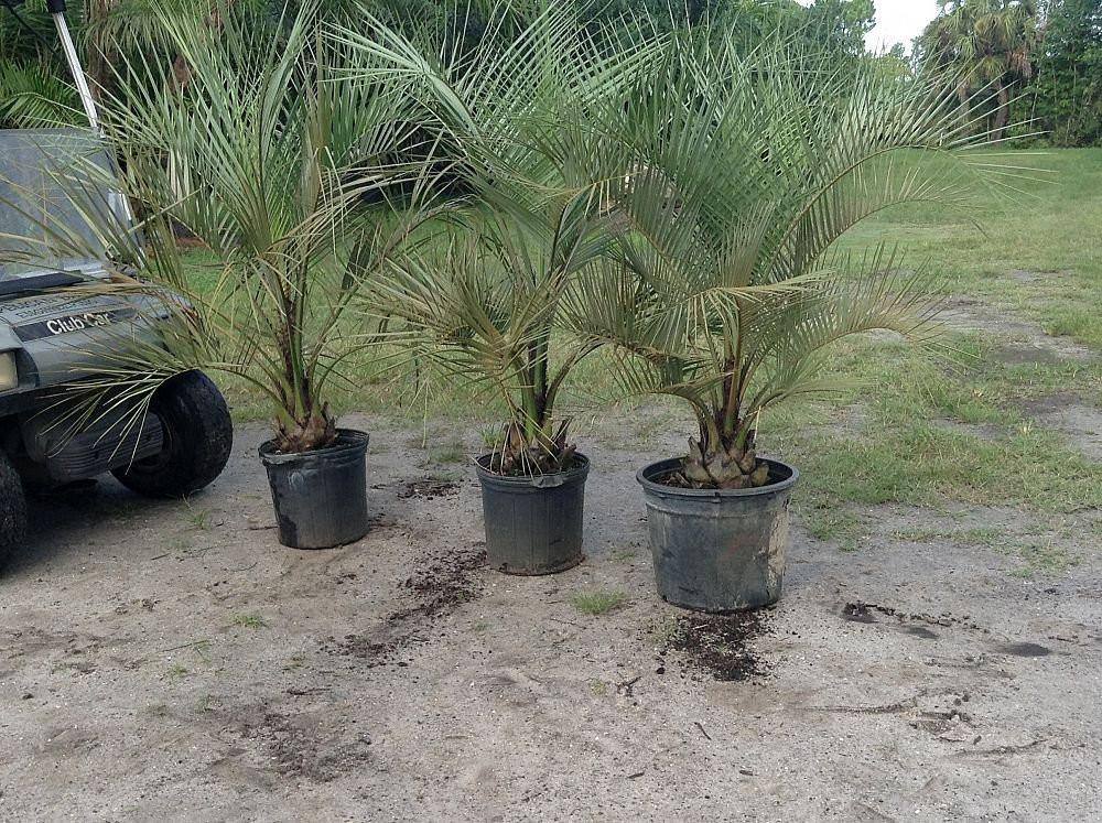 Butia Palm Tree - Palms and Plants Canada (formerly Norfolk Exotics)