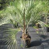 Butia Palm Tree - Palms and Plants Canada (formerly Norfolk Exotics)
