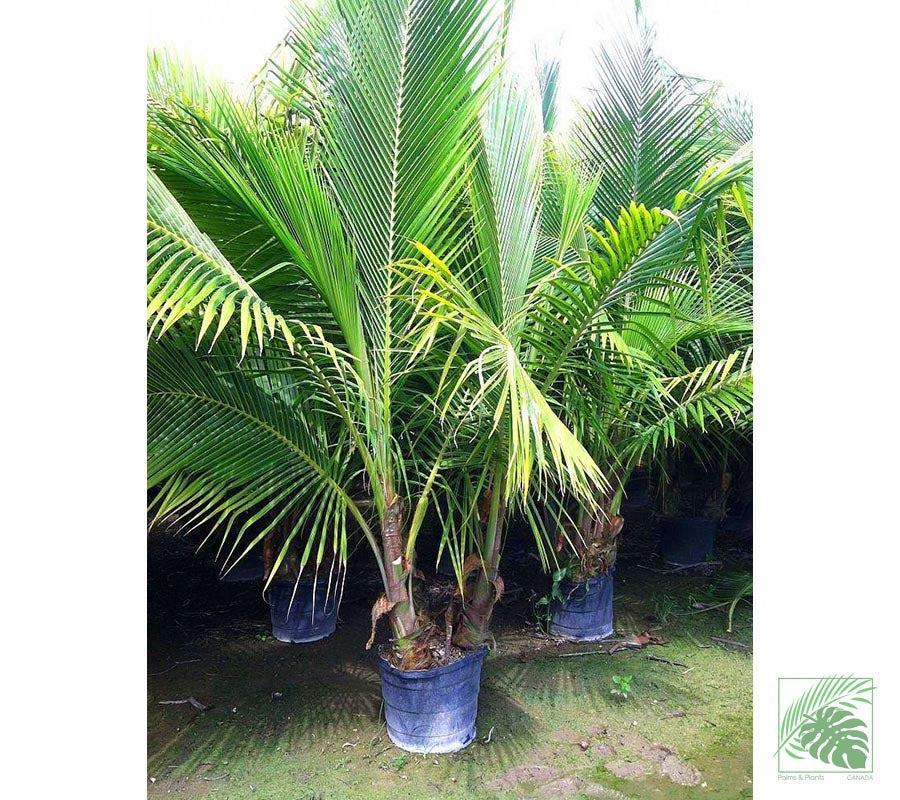 Coconut Palm Tree - Palms and Plants Canada (formerly Norfolk Exotics)