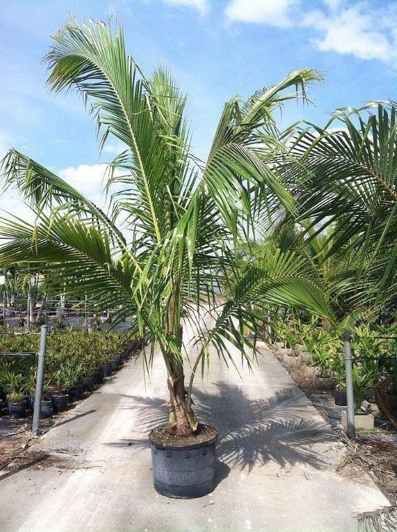 Coconut Palm Tree - Palms and Plants Canada (formerly Norfolk Exotics)