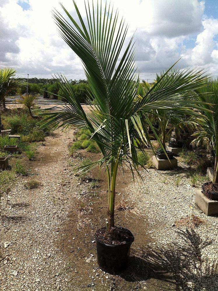 Coconut Palm Tree - Palms and Plants Canada (formerly Norfolk Exotics)