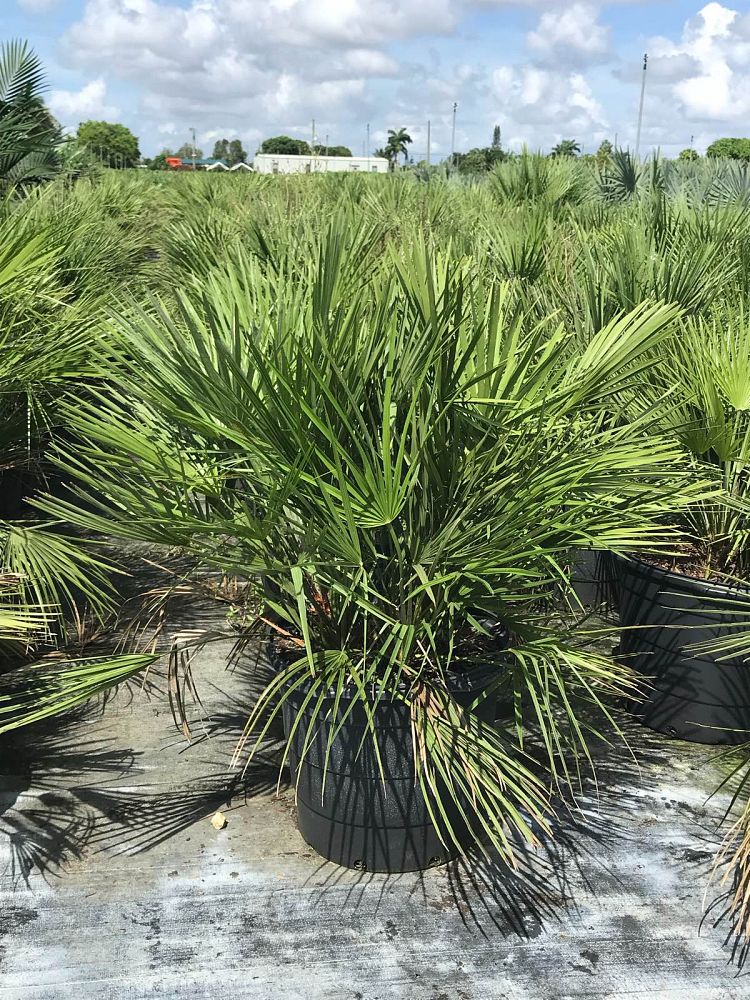 European Fan Palm