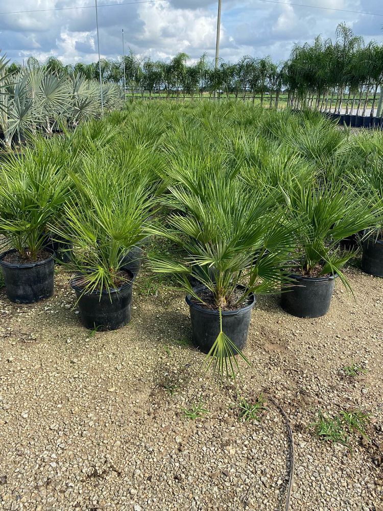 European Fan Palm