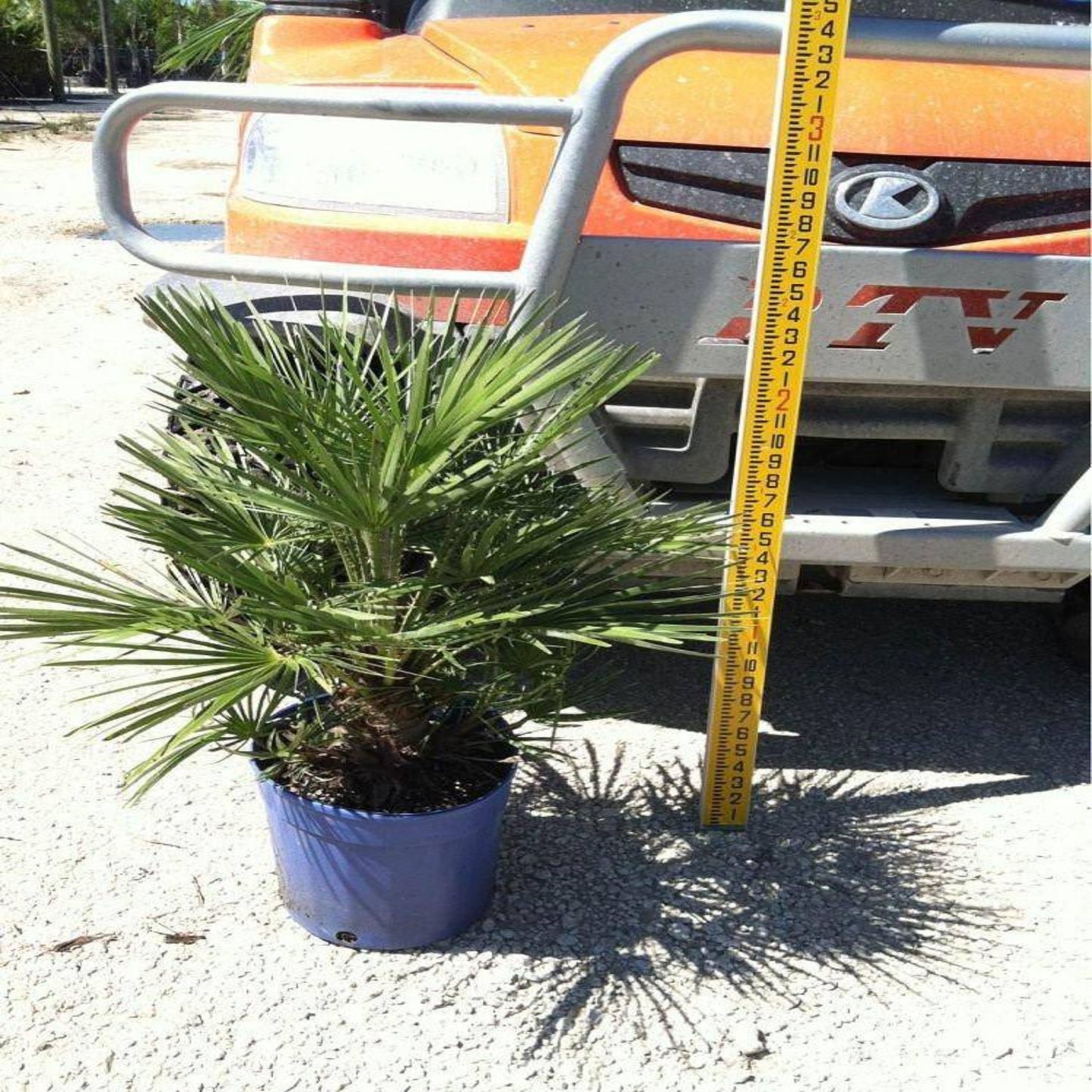 European Fan Palm - Palms and Plants Canada