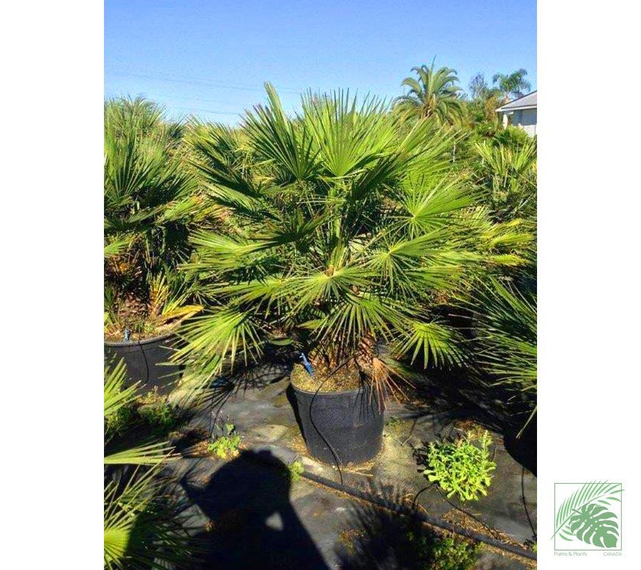 European Fan Palm - Palms and Plants Canada (formerly Norfolk Exotics)