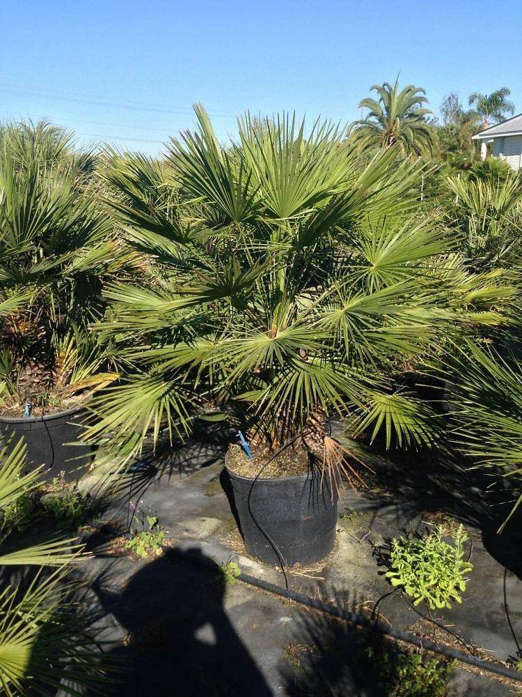 European Fan Palm - Palms and Plants Canada (formerly Norfolk Exotics)
