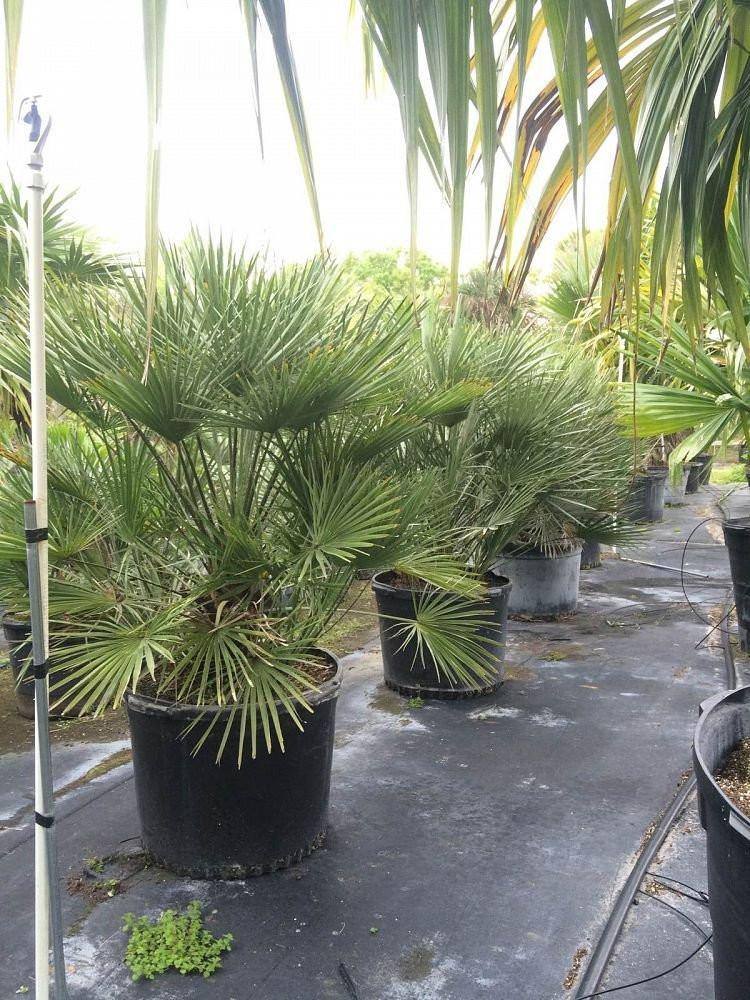 European Fan Palm - Palms and Plants Canada (formerly Norfolk Exotics)