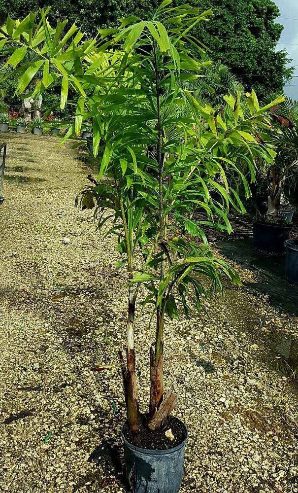Foxtail Palm Tree - Palms and Plants Canada (formerly Norfolk Exotics)