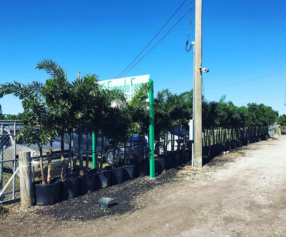 Foxtail Palm Tree