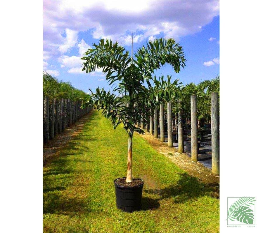Foxtail Palm Tree - Palms and Plants Canada (formerly Norfolk Exotics)
