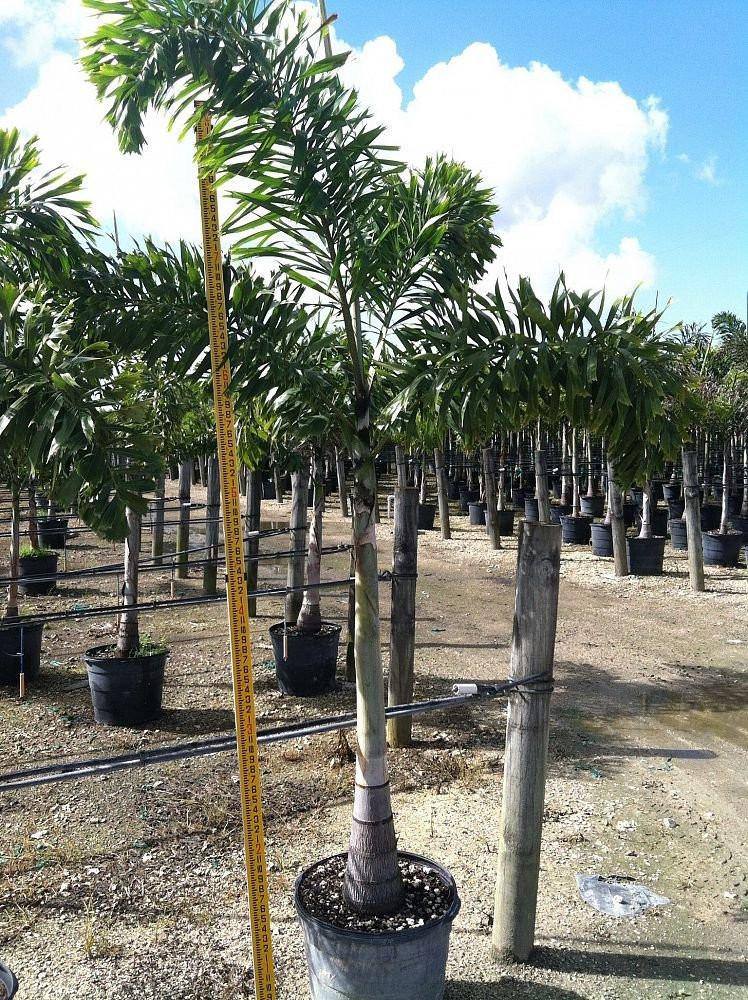 Foxtail Palm Tree - Palms and Plants Canada (formerly Norfolk Exotics)