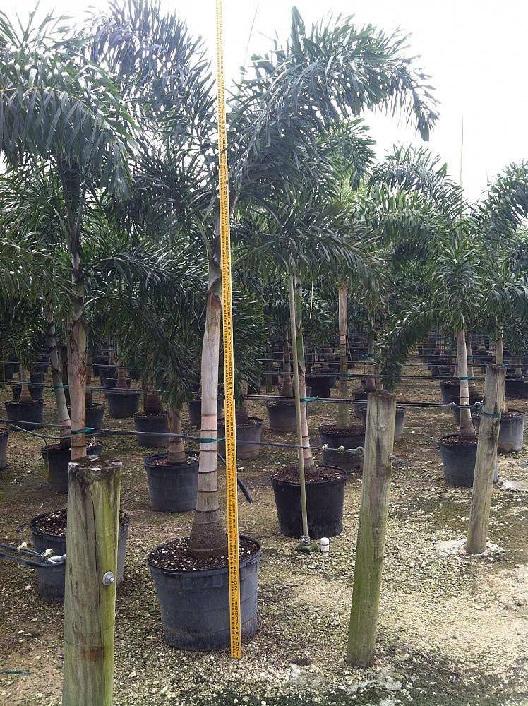 Foxtail Palm Tree - Palms and Plants Canada (formerly Norfolk Exotics)