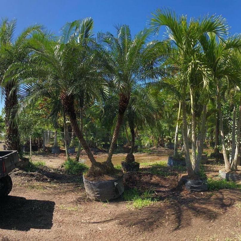 Pygmy Date Palm Tree ( Roebelinii ) - Palms and Plants Canada (formerly Norfolk Exotics)