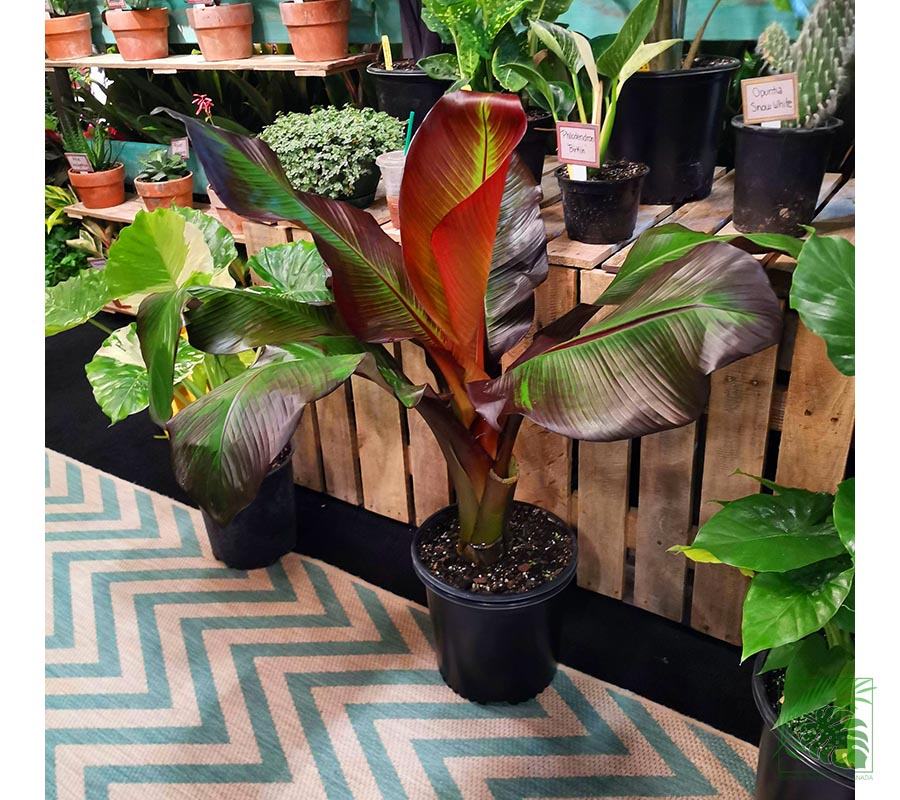 Red Banana Plant - Palms and Plants Canada (formerly Norfolk Exotics)