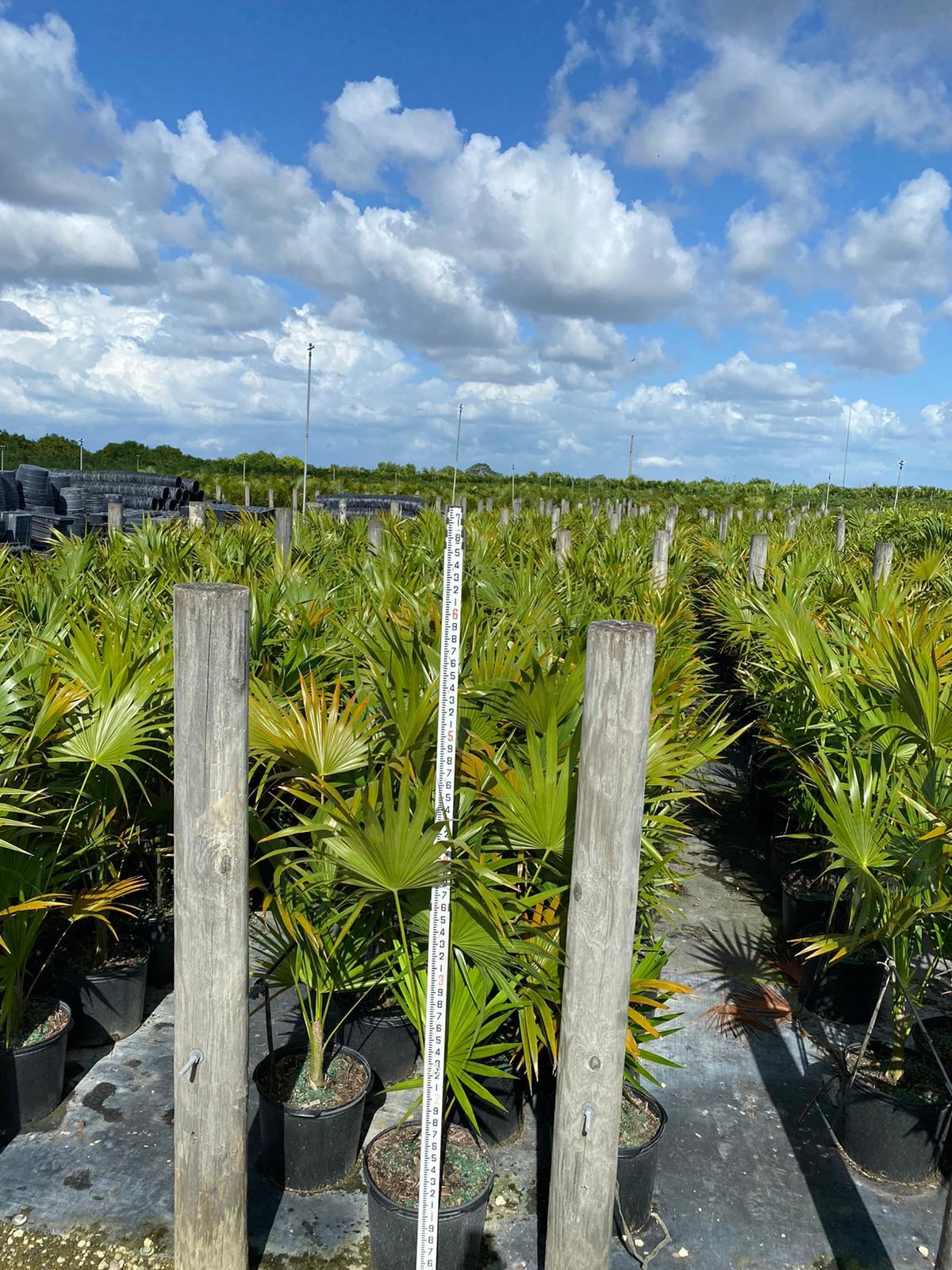 Florida Thatch Palm - Palms and Plants Canada (formerly Norfolk Exotics)