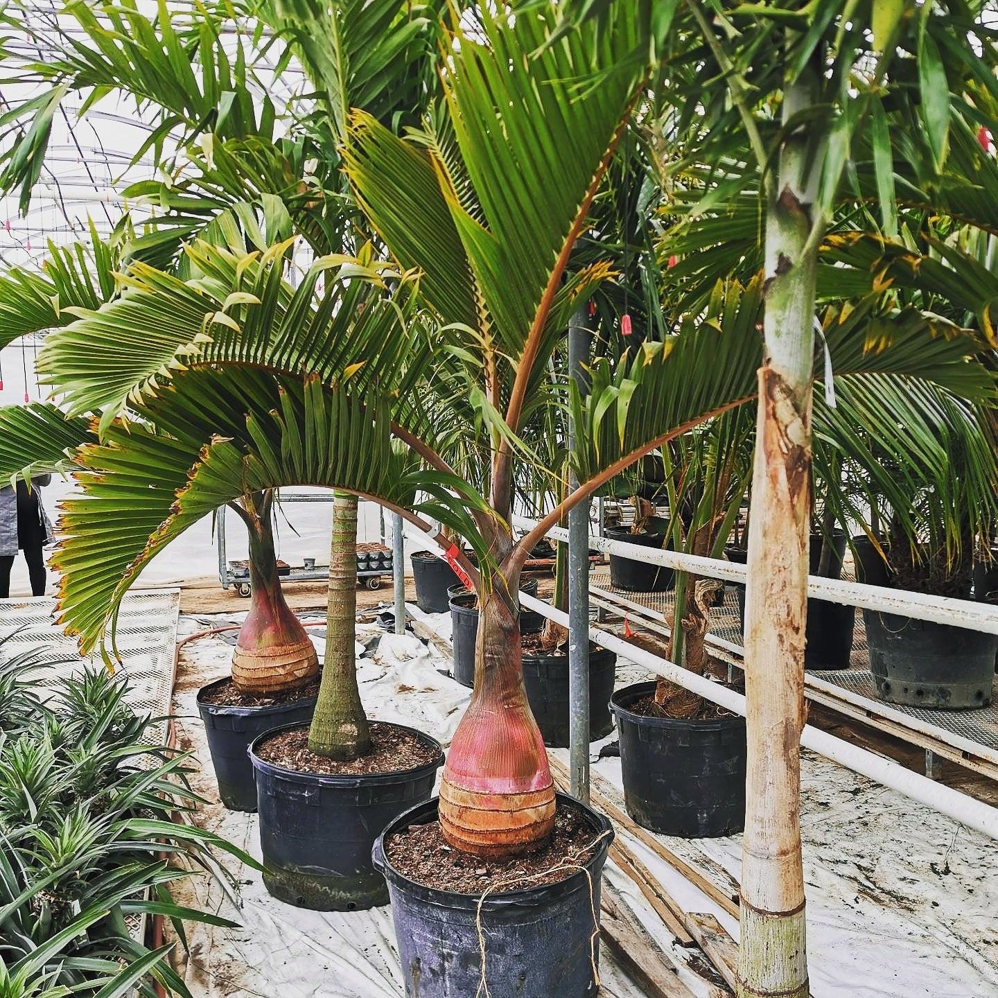 Bottle Palm Tree - Palms and Plants Canada (formerly Norfolk Exotics)