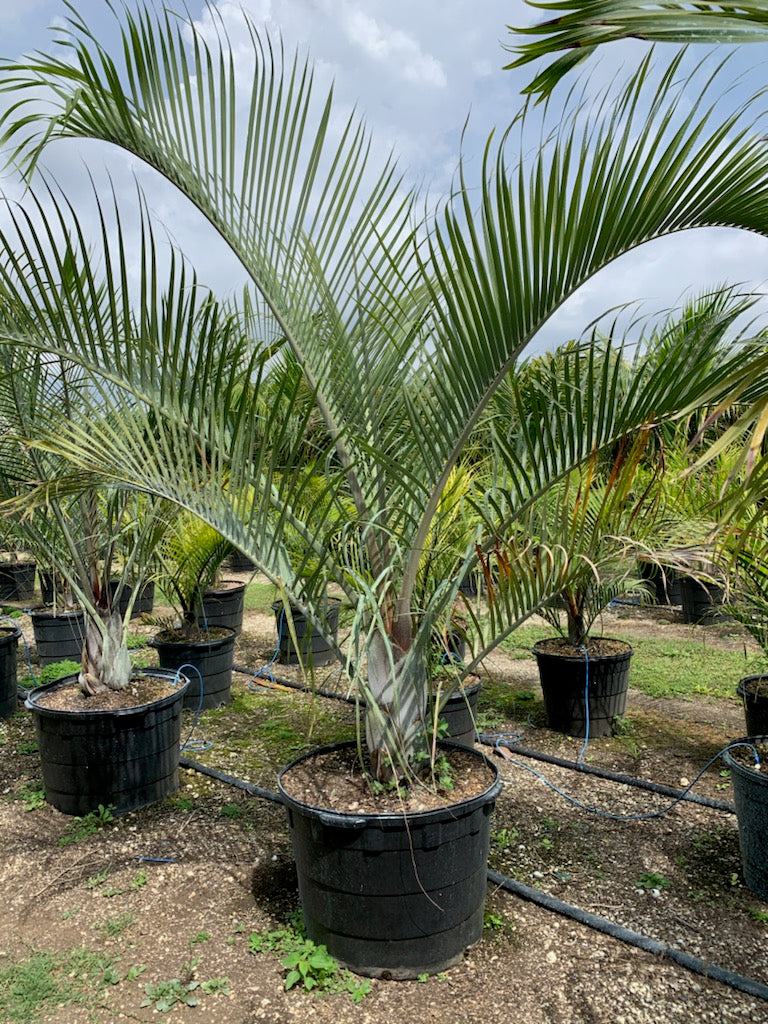 Triangle Palm Tree - Palms and Plants Canada (formerly Norfolk Exotics)