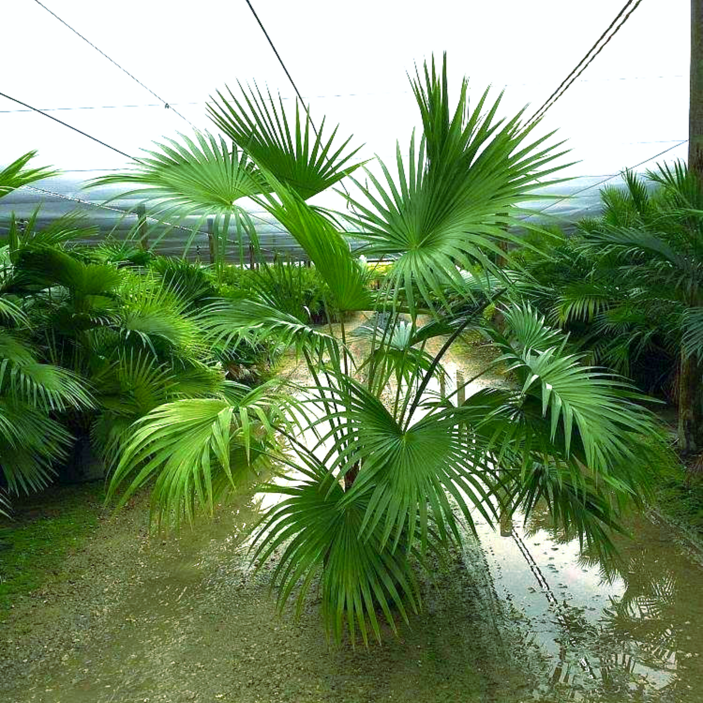 Chinese Fan Palm Tree