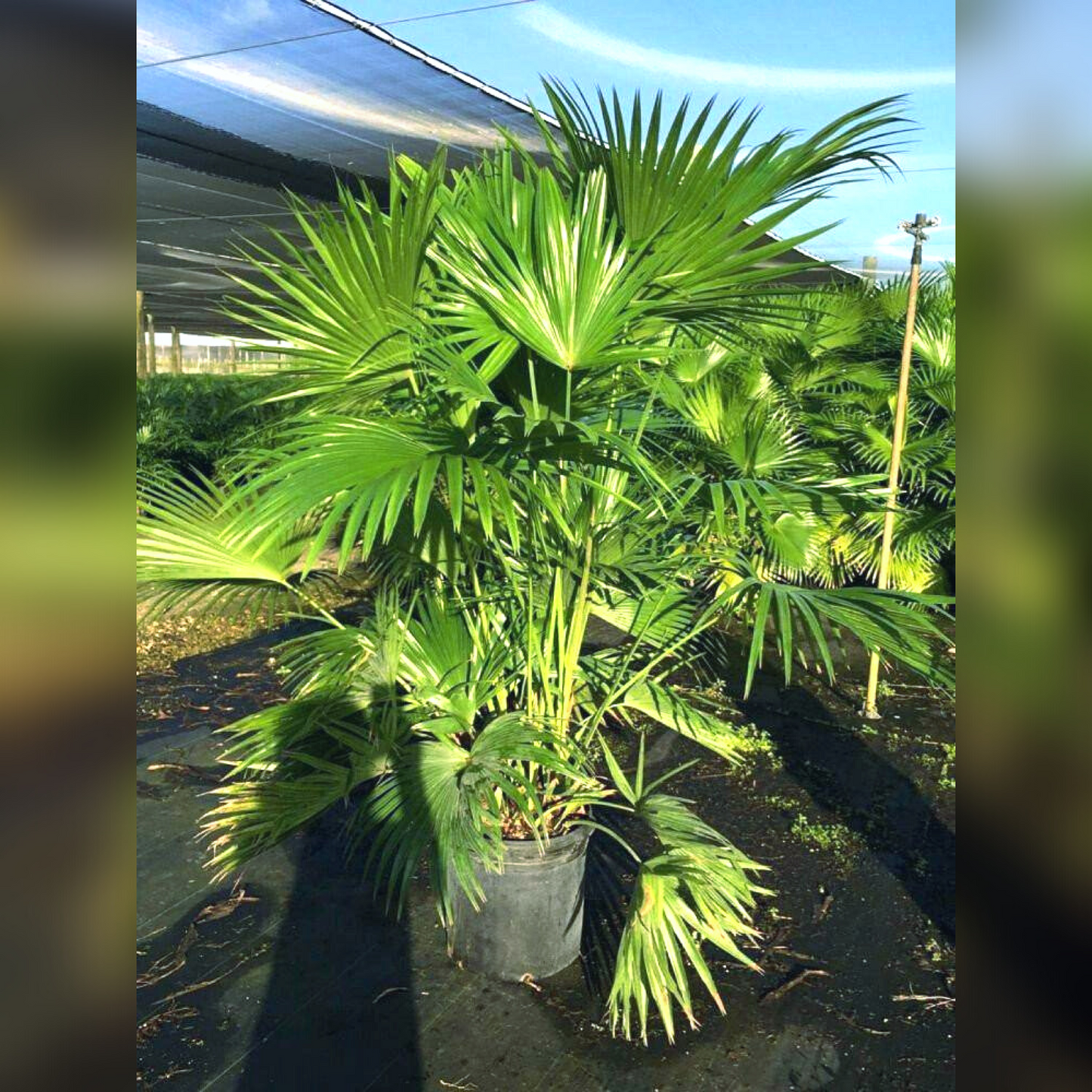 Chinese Fan Palm Tree
